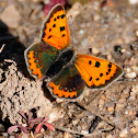 Common Copper, Manto bicolor