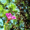 Elegant Clarkia
