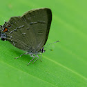 Banded hairstreak