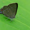 Banded hairstreak