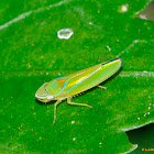 Sharpshooter Leafhopper