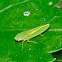 Sharpshooter Leafhopper