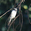 Flycatcher, Fiscal