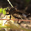 Robber Fly ♂