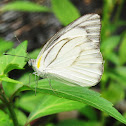 Striped Albatross (male)