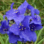 Spiderwort