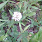 White Clover