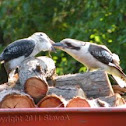 Laughing Kookaburra