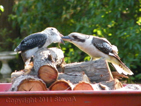 Spotting Image 1