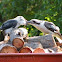 Laughing Kookaburra