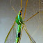 Green Crane Fly
