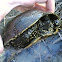 European pond turtle