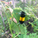 Spotted Tussock Moth Caterpillar