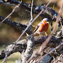 Chaffinch