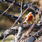 Chaffinch
