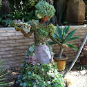 Succulents