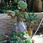 Succulents