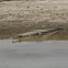 Gharial