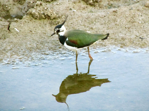 Spotting Image 1