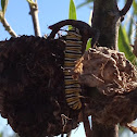 Wanderer, Monarch Butterfly