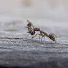 Ant