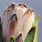 Proteas