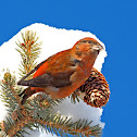 Red Crossbill