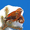 Red Crossbill