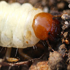 Cockchafer larva