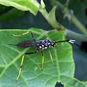 Ichneumon wasp