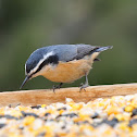 Red-Breasted Nuthatch