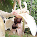 Orquidea
