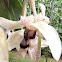 Orquidea