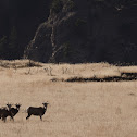 Rocky Mountain Bighorn Sheep