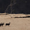 Rocky Mountain Bighorn Sheep