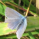 Common blue