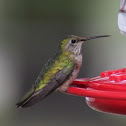 Colibri