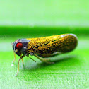 Derbid Planthopper.