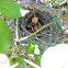 Northern Mockingbird Nest