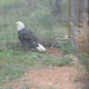 Bold Eagle
