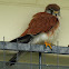Australian Kestrel