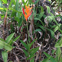 parrot flower