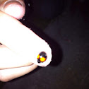 Lady bug (catarina)