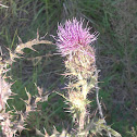 Hollow-Joe-Pye-Weed