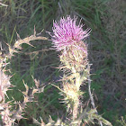 Hollow-Joe-Pye-Weed