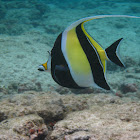 Moorish idol