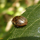 Golden leaf beetle