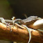 Blue Spotted Tree Monitor