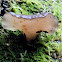 Jelly ear / Jew's ear