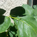 Praying Mantis